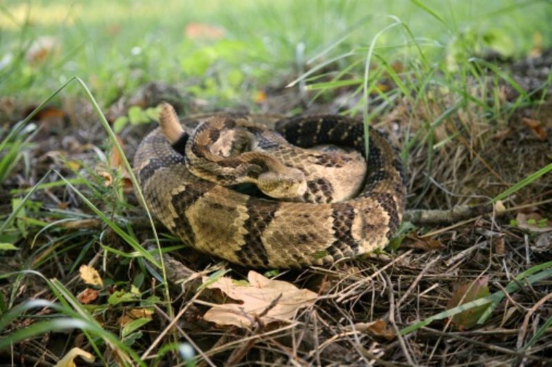 New Hampshire: The Granite State's Reptile Gap