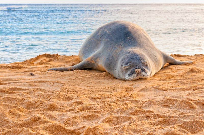 Hawaiian Monk Seals Struggle In Paradise