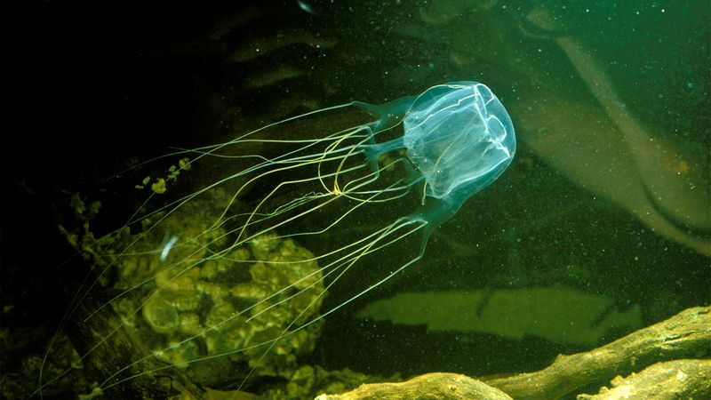 Box Jellyfish Territory