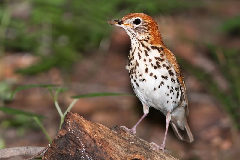 Wood Thrush
