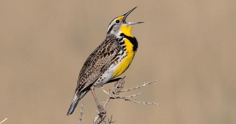 Western Meadowlark: Prairie Songster