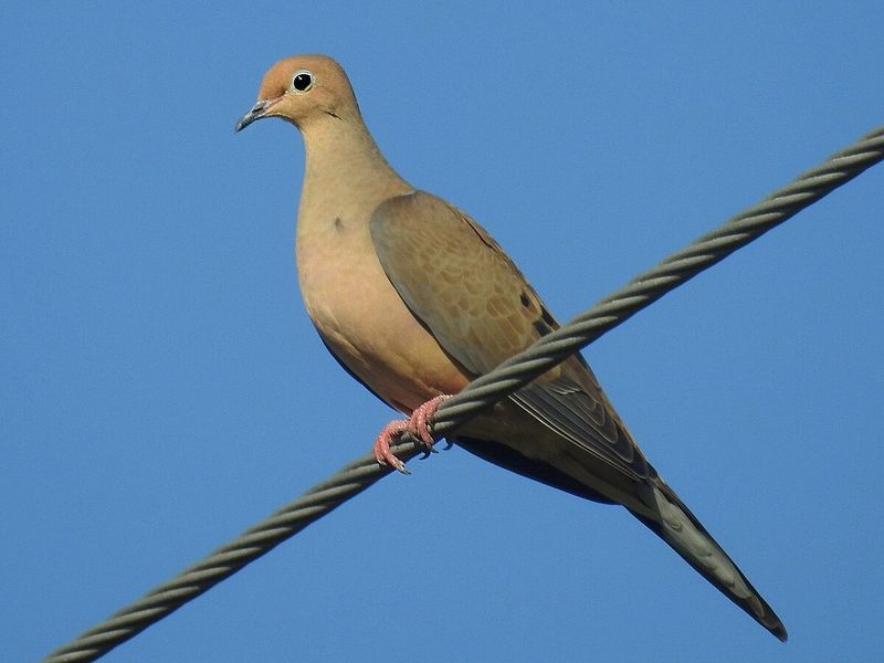 Mourning Dove - The Gentle Cooing Neighbor