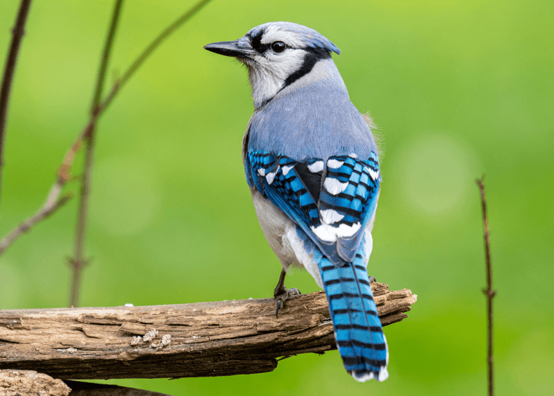 Blue Jay