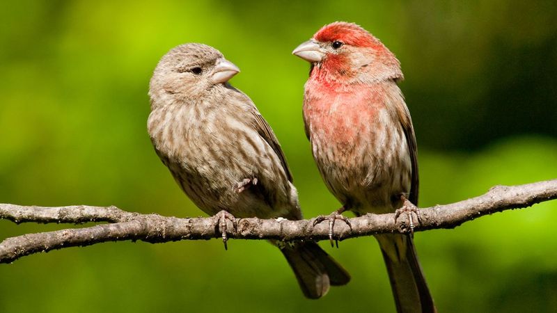 House Finches