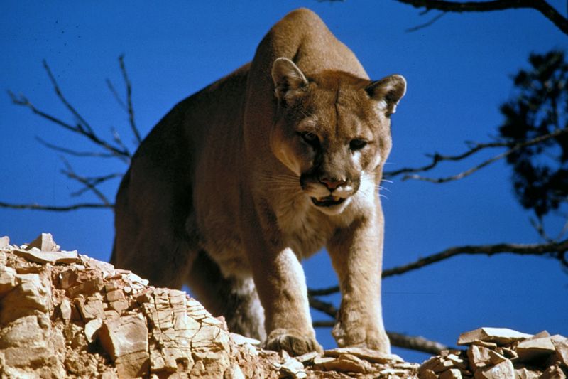 Mountain Lions (Cougars)