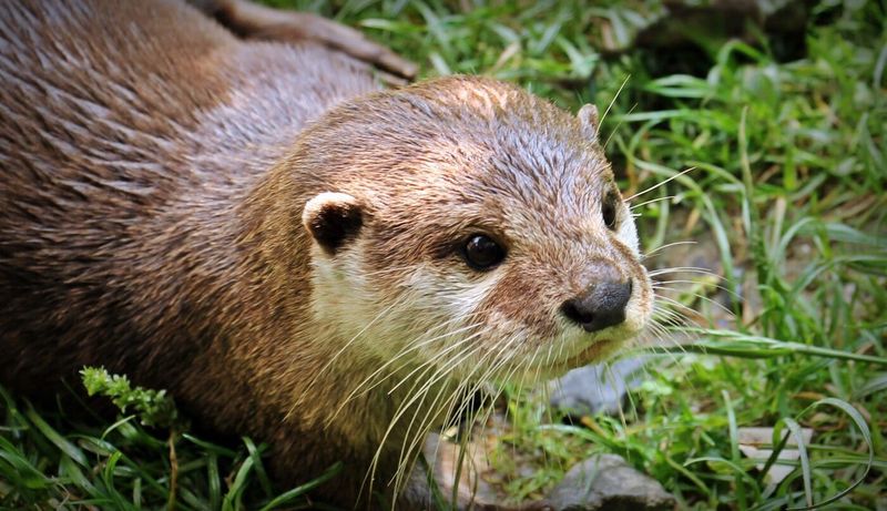 River Otter – The Playful Swimmer