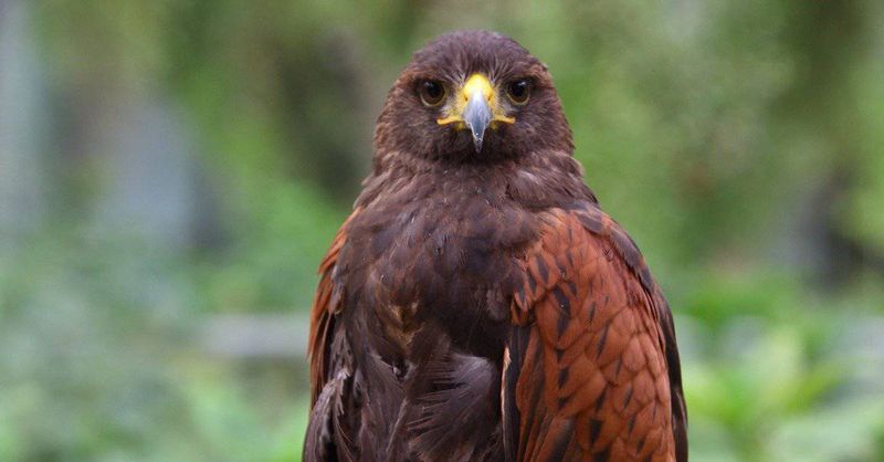 Harris's Hawk