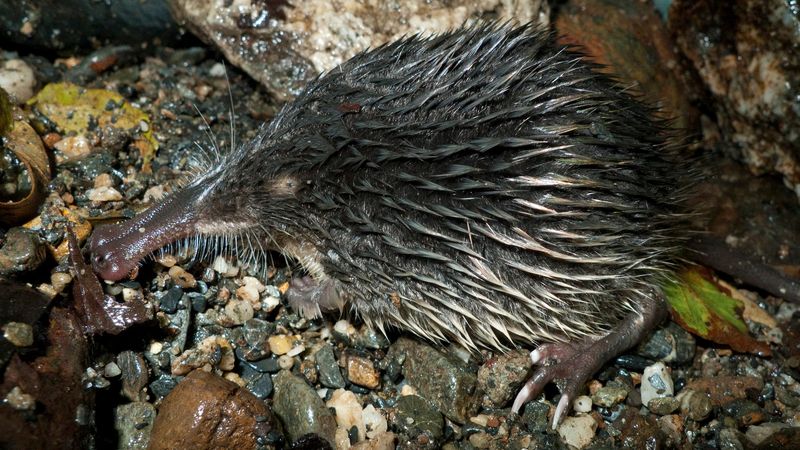 Pyrenean Desman - Europe's Water Ninja