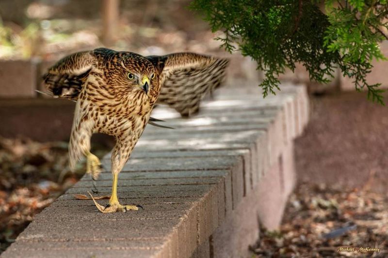 Cooper's Hawk