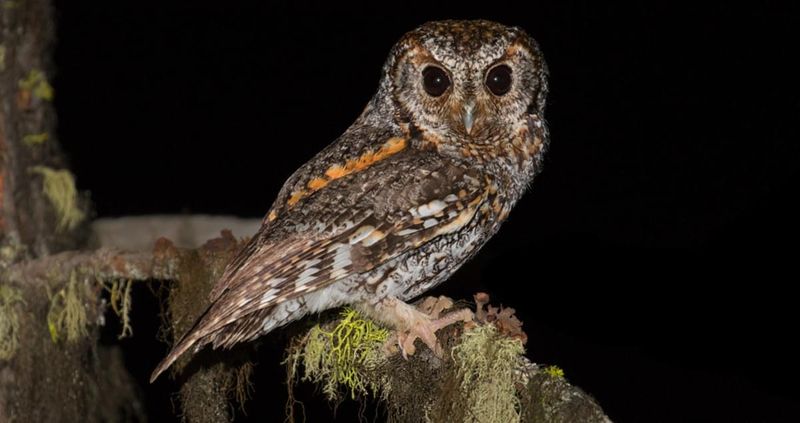Flammulated Owl: The Insect Specialist