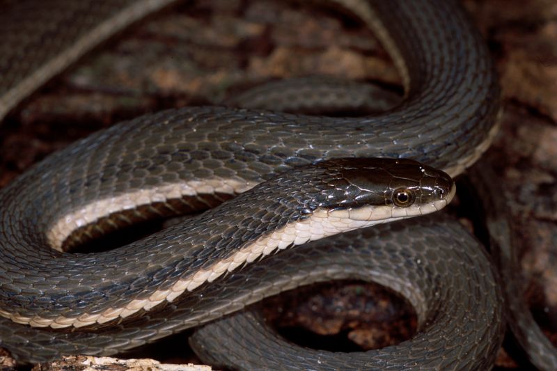 Queen Snake