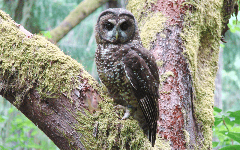 Spotted Owl: The Old-Growth Forest Guardian