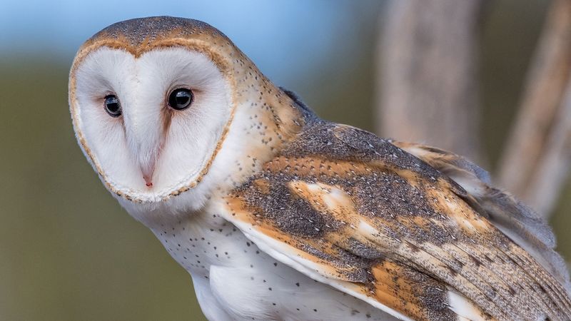 Barn Owl