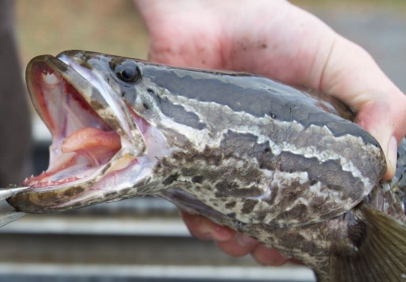 Why The Northern Snakehead Hurts Local Ecosystems