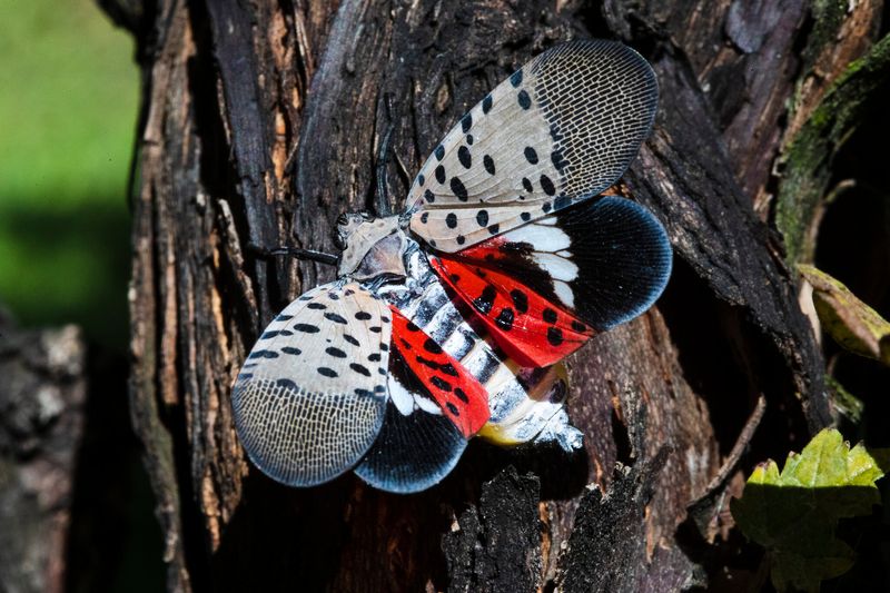 Spotted Lanternfly: The Colorful Plant Vampire