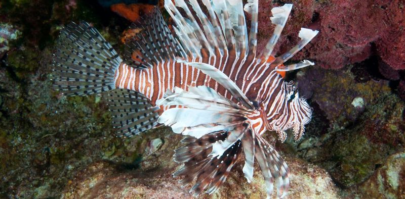 Lionfish