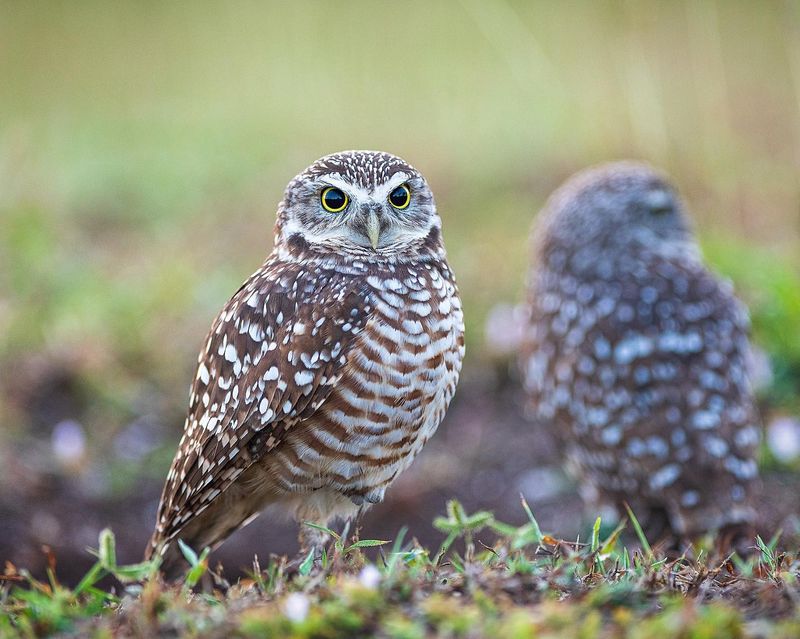 Florida Burrowing Owl