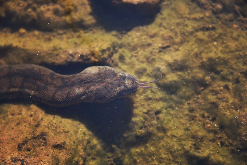 File Snake