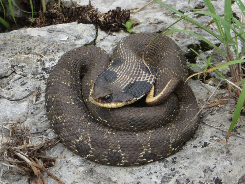 Eastern Hognose Snake