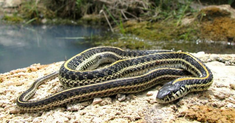 Eastern Garter Snake