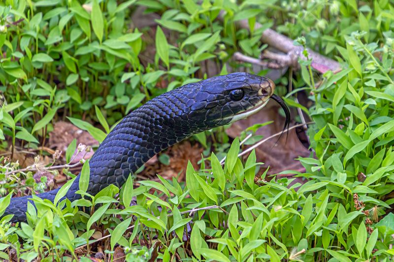 Black Racer
