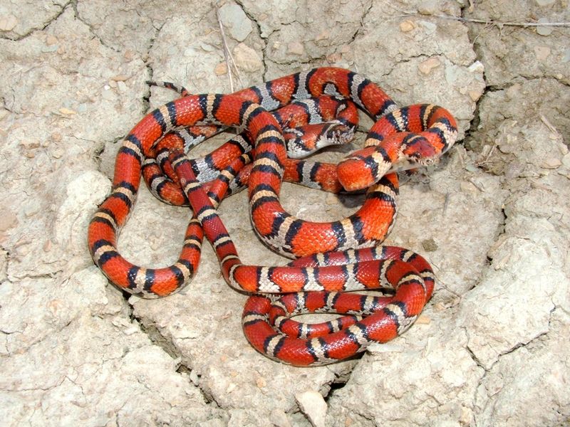Eastern Milk Snake