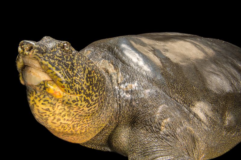 Yangtze Giant Softshell Turtle: Just Three Remain