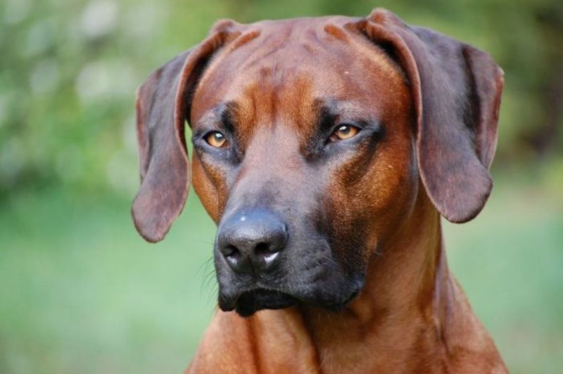 Rhodesian Ridgeback: Lion Hunter Of Africa