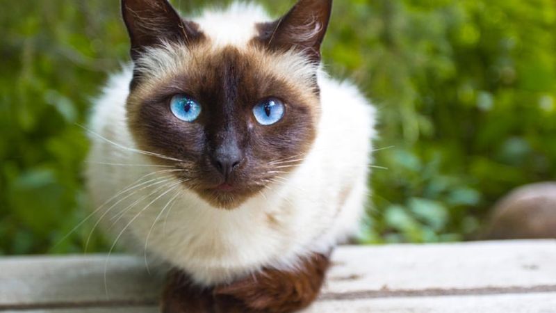 Siamese: Vocal Worriers