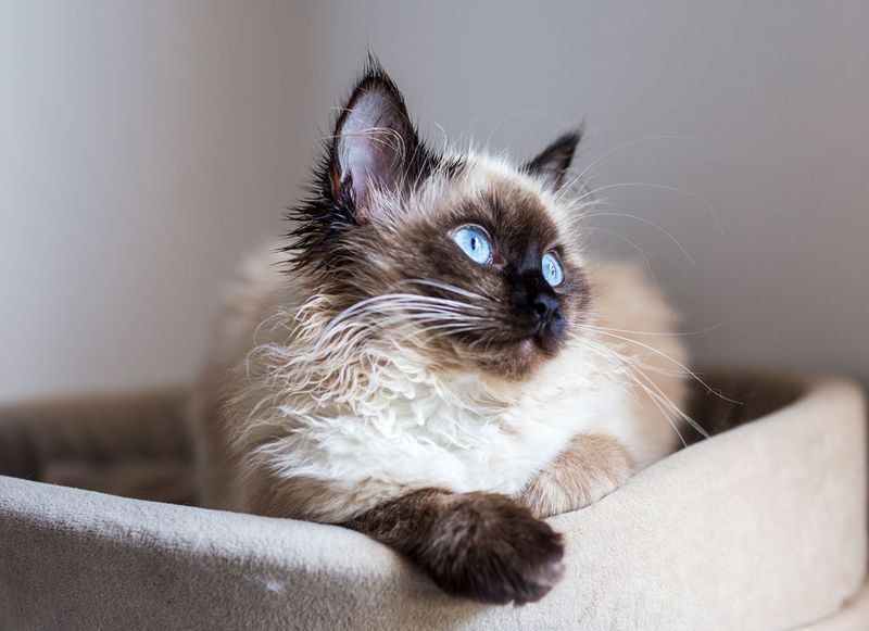 Birman: The Soulful Confidant