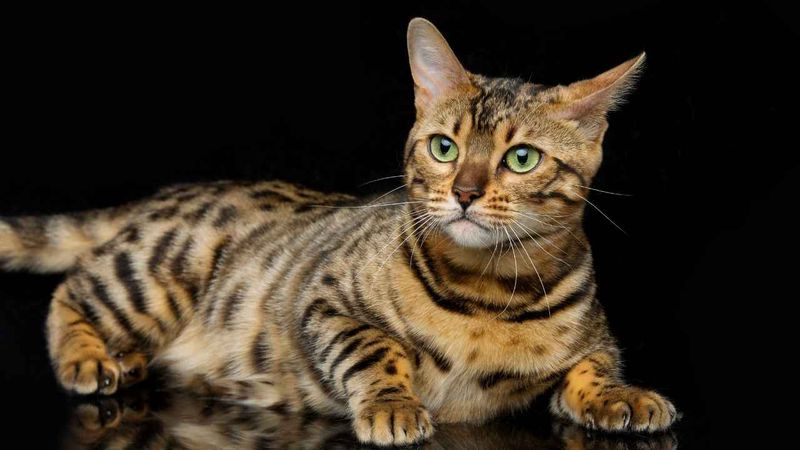 Bengal