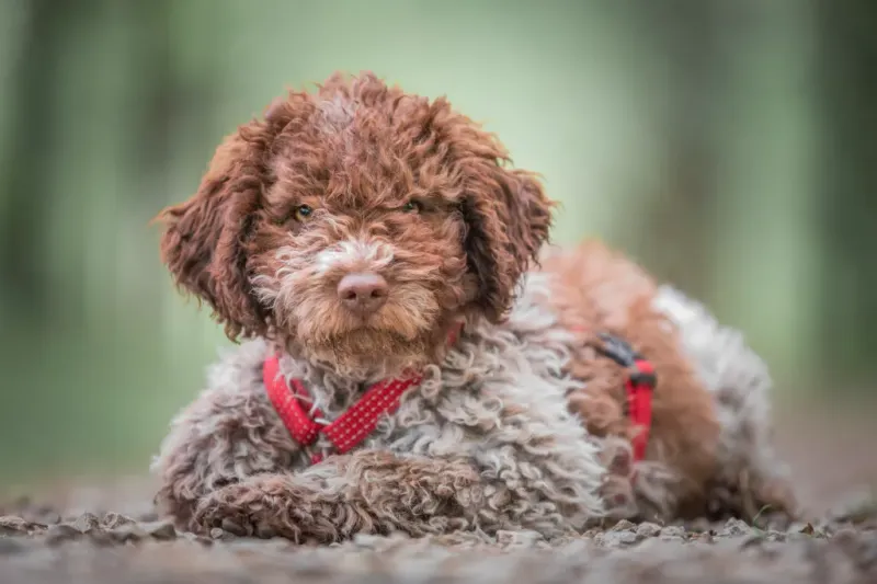 Lagotto Romagnolo – Truffle-Hunting Teddy Bear