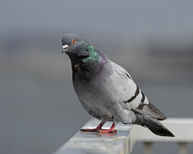 Common Pigeon