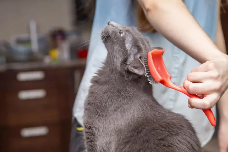 Regular Grooming Sessions