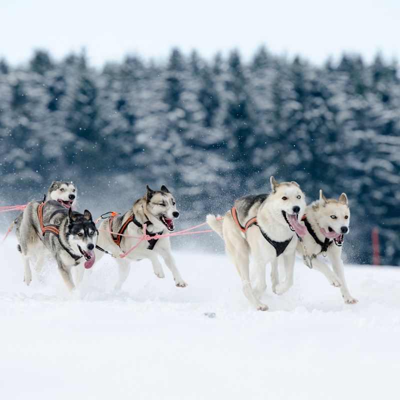 Built For Sledding
