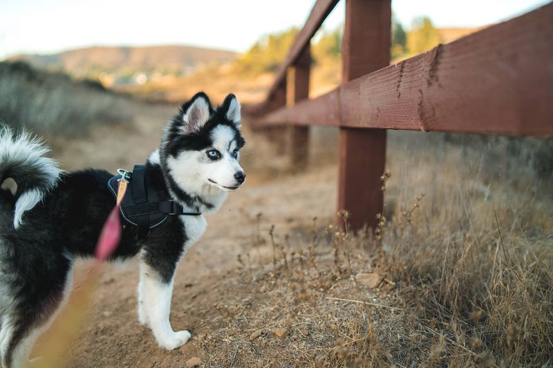 Created By A Breeder