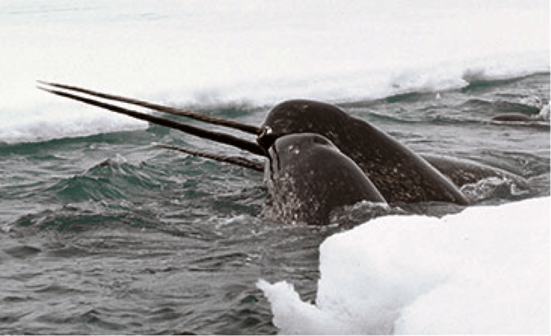Some Narwhals Rock Two Tusks