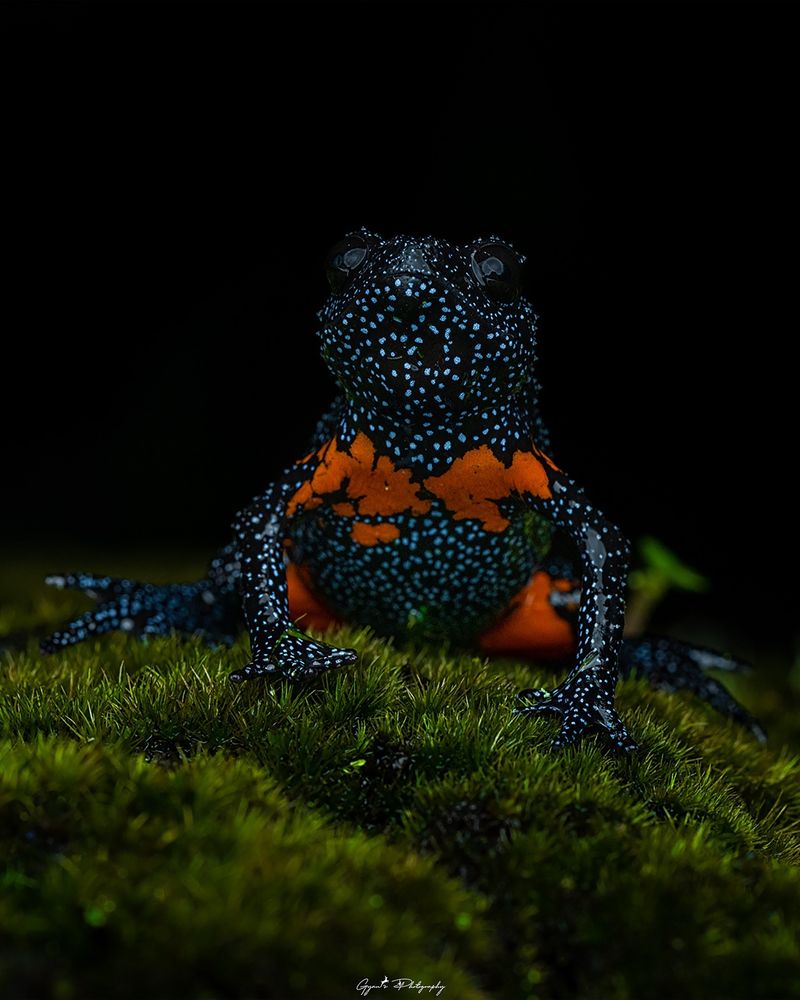 Glowing In The Dark
