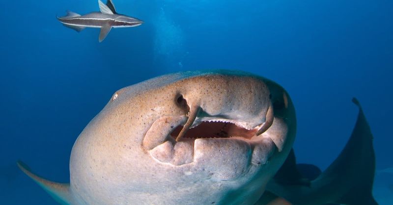 Vacuum Cleaners Of The Sea