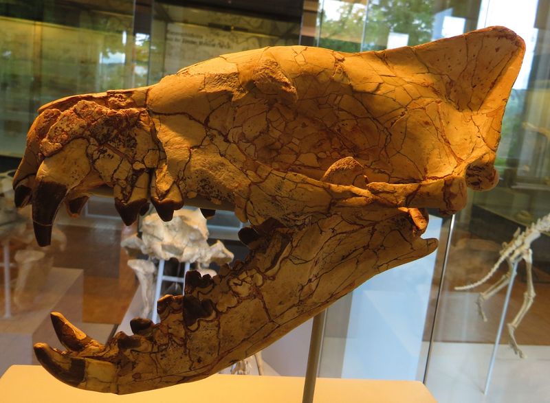 Massive Jaws That Could Crush Bones