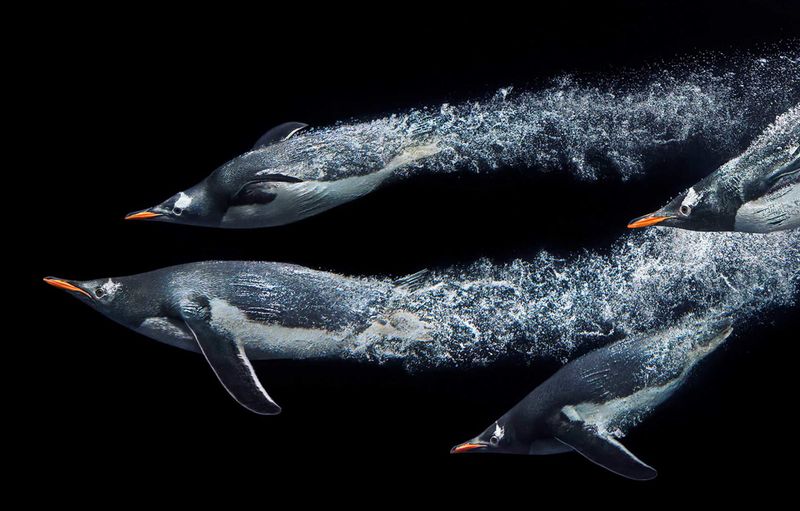 Masters Of The Deep Blue