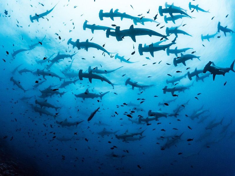 Sharks Have Complex Social Structures