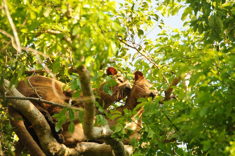 Masters Of The Trees