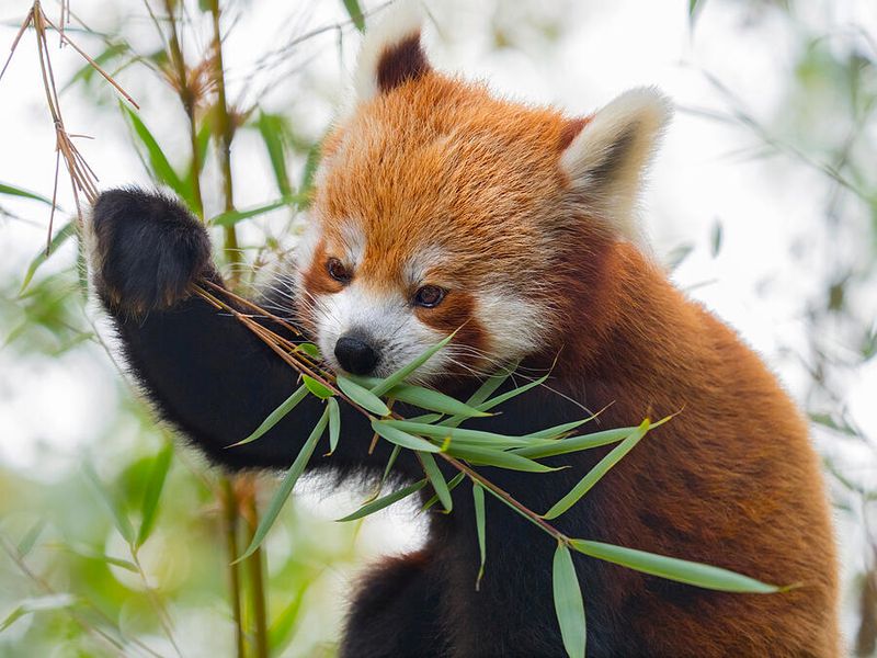 Red Pandas
