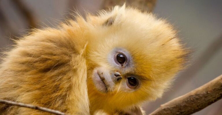 Not Just Pandas: 14 Animals That Eat Bamboo