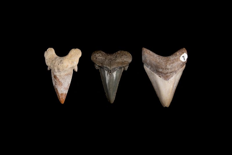 Tooth-Based Revelations