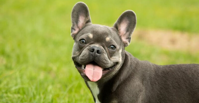 Not Noisy, Not Lazy – 14 Small Dogs That Are A Delight To Have Around