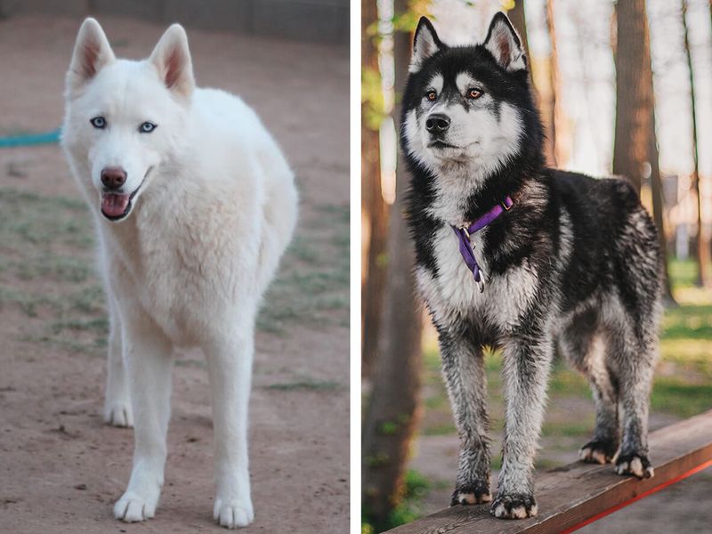 Alaskan Huskies Vs. Siberian Huskies: Key Differences
