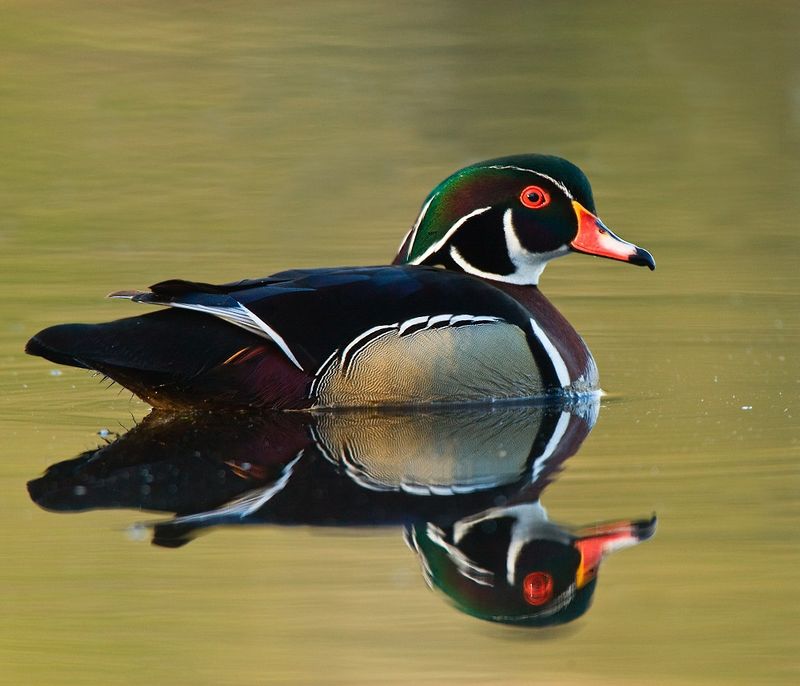 Check The White Throat And Chin