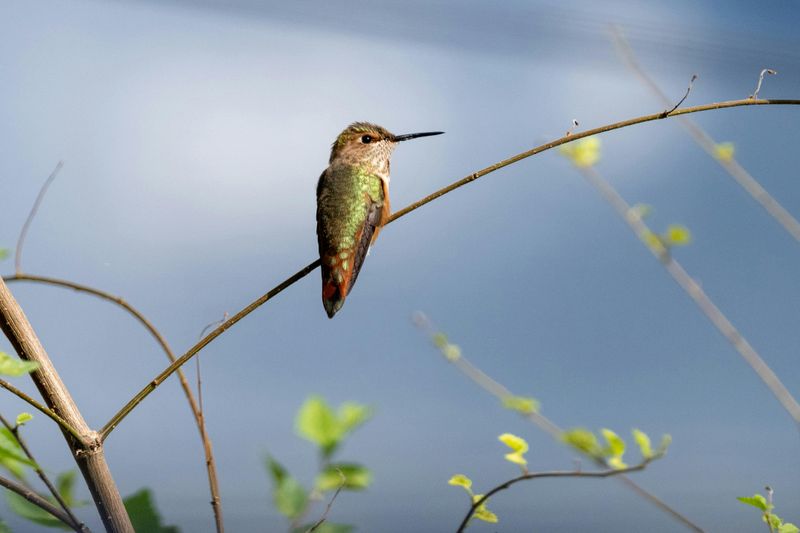 Provide Perching Spots Nearby